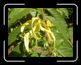 Fleur d'ylang